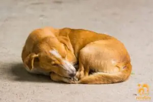 Virus Care Ở Chó Là Gì