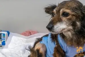 Bệnh Care Ở Chó Là Gì Và Dấu Hiệu Nhận Biết