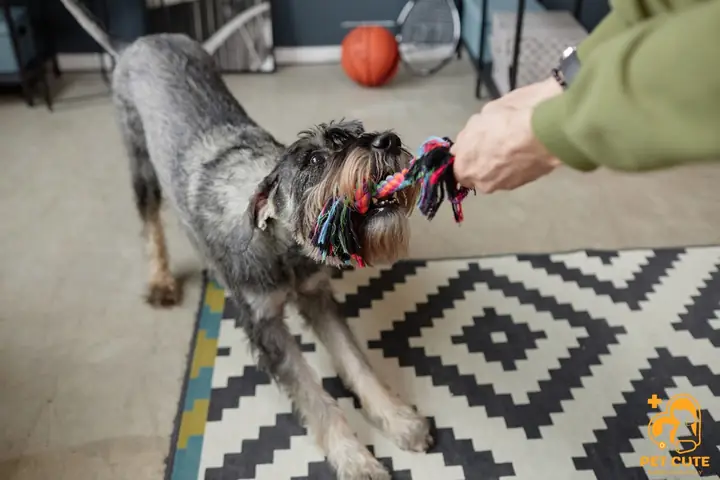 Dịch Vụ Chăm Sóc Chó Mèo Ngày Tết