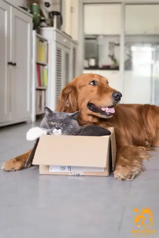 Giữ Chó Mèo Ngày Tết