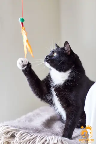 Giữ Chó Mèo Tết