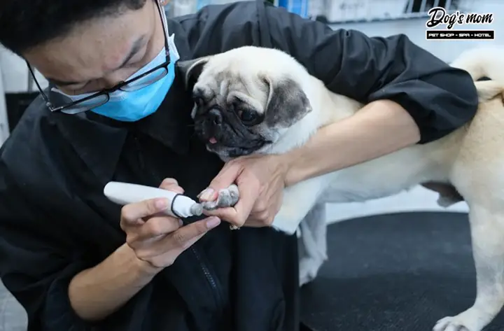 Cách Chăm Sóc Chó Pug Con