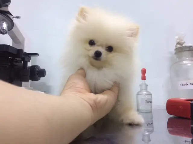 Chăm Sóc Chó Sau Khi Bị Parvo