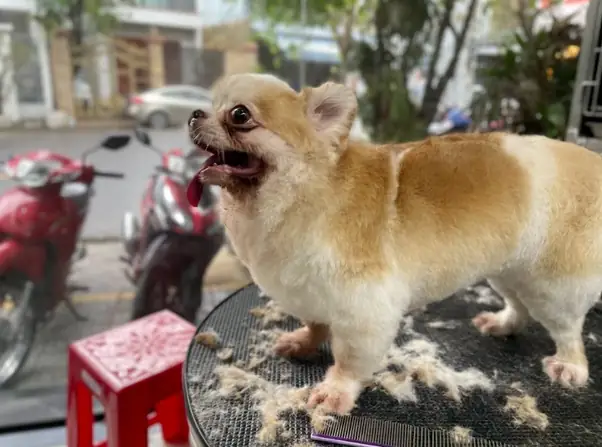 Nguyên Nhân Chính Khiến Chân Chó Bị Sưng Phù