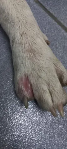 Chân Chó Bị Sưng Đỏ