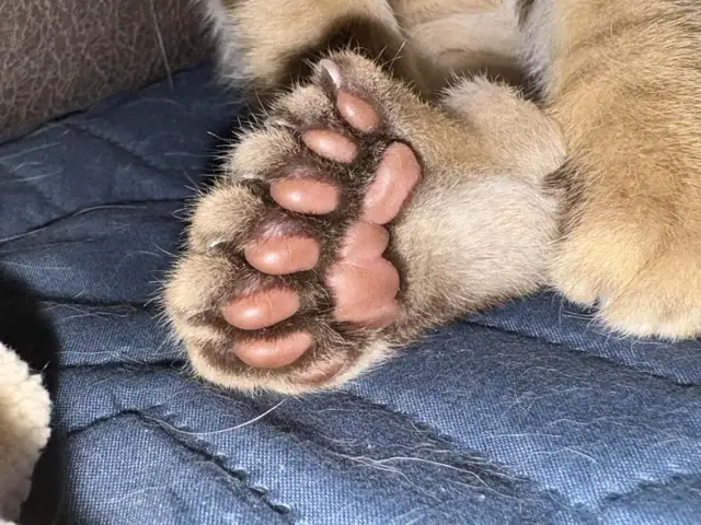 Chân Sau Của Chó Có Mấy Ngón? Khám Phá Cấu Tạo & Vai Trò