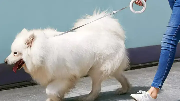 Cách Chăm Sóc, Vệ Sinh Chó Chó Samoyed