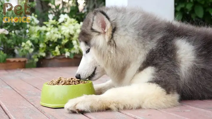 Chế Độ Dinh Dưỡng Cho Chó Alaska