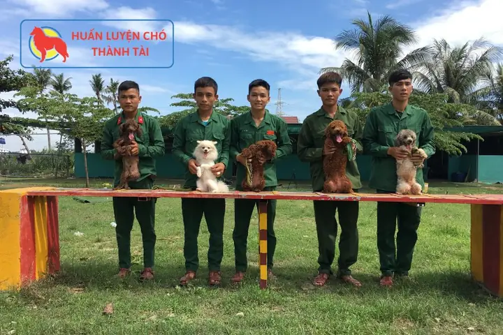 Giá Huấn Luyện Chó Cảnh