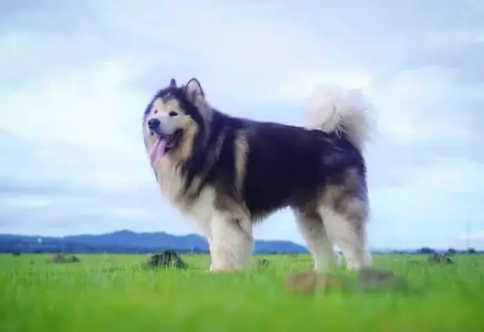 Giới Thiệu Chung Về Chó Alaska Giới Thiệu Chung Về Chó Alaska