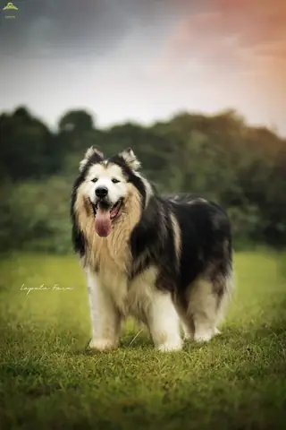 Lưu Ý Khi Nuôi Chó Alaska Lưu Ý Khi Nuôi Chó Alaska