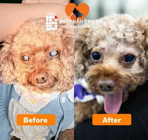 🔶 V. Theo Dõi Hậu Phẫu