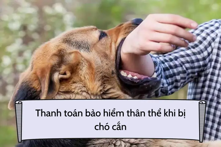 Có Được Thanh Toán Bảo Hiểm Thân Thể Khi Bị Chó Cắn Không?