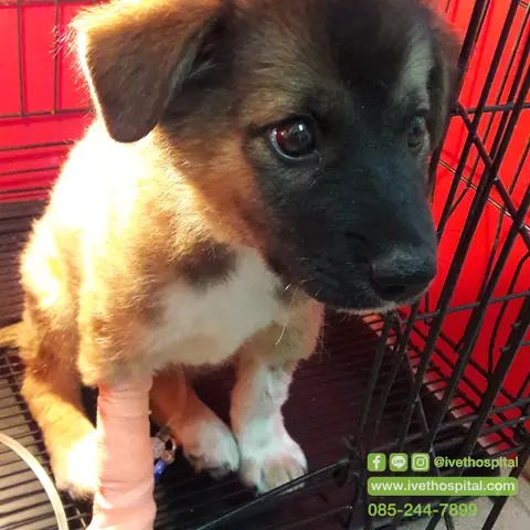 Chích Ngừa Đường Ruột Cho Chó Bao Nhiêu Tiền