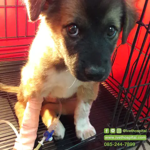 Chích Ngừa Đường Ruột Cho Chó Bao Nhiêu Tiền