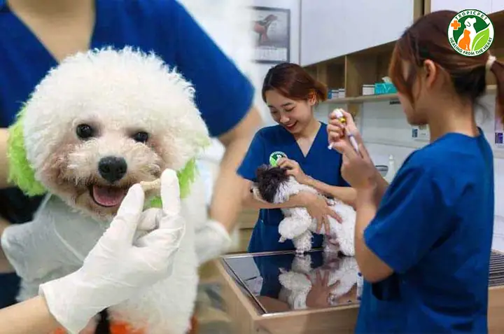 Tại Sao Tẩy Giun Và Tiêm Phòng Quan Trọng Cho Chó Con? Tại Sao Tẩy Giun Và Tiêm Phòng Quan Trọng Cho Chó Con?