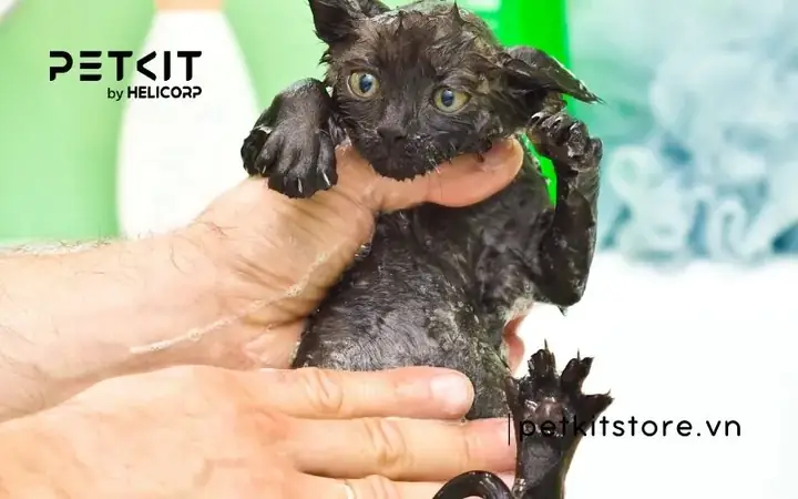 Các Bước Tắm Cho Mèo Con