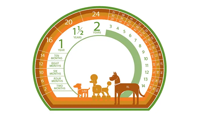 Tính Tuổi Chó Theo Tầm Vóc