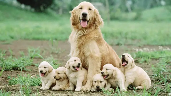 1cách Tính Tuổi Cho Chó Cưng Của Bạn