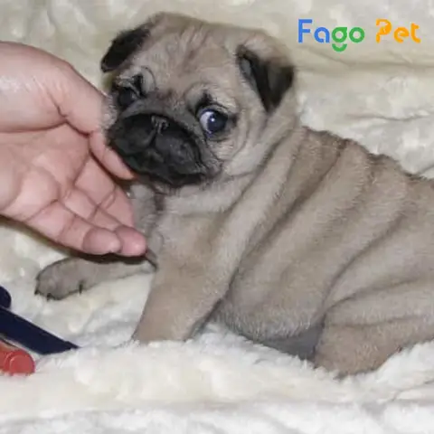 Lợi Ích Của Việc Tắm Cho Chó Pug 2 Tháng Tuổi Lợi Ích Của Việc Tắm Cho Chó Pug 2 Tháng Tuổi