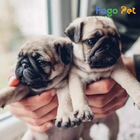 Chó Pug 2 Tháng Tuổi Tắm Được Không? Chó Pug 2 Tháng Tuổi Tắm Được Không?
