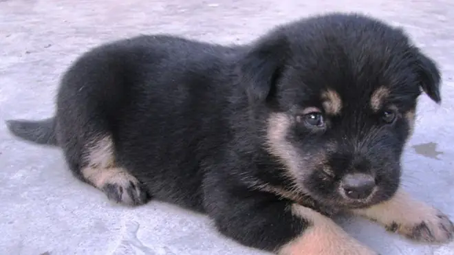 Chó 4 Mắt Tai Cụp: Giải Mã Khoa Học Về Nét Độc Đáo Của Các Giống Chó