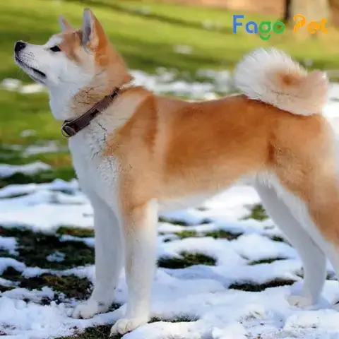 Các Yếu Tố Ảnh Hưởng Đến Giá Chó Akita Mỹ