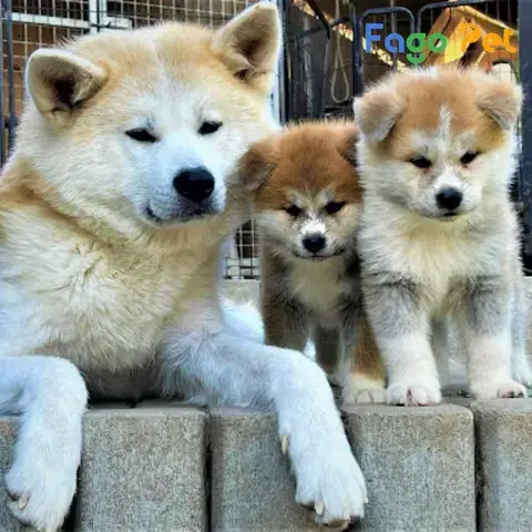 Đặc Điểm Nổi Bật Của Chó Akita Mỹ