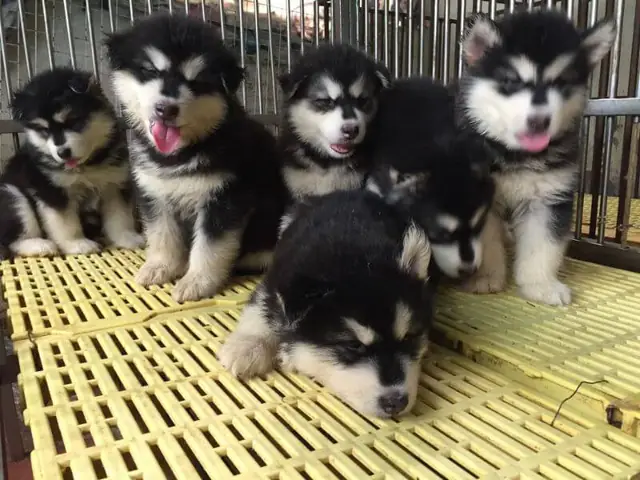 Có Nên Mua Chó Alaska 1 Tháng Tuổi Không? Có Nên Mua Chó Alaska 1 Tháng Tuổi Không?