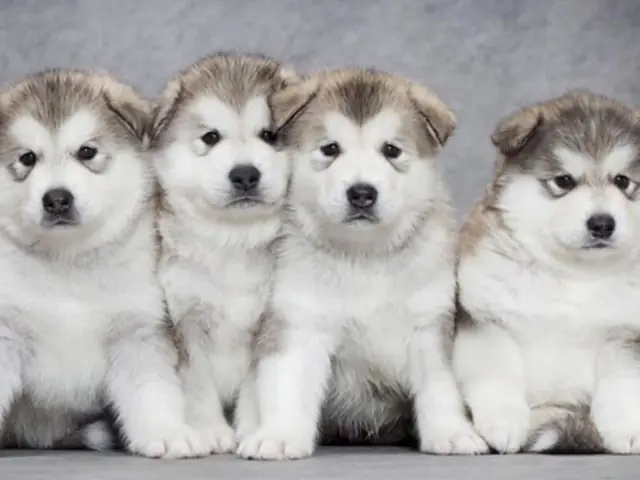 Giới Thiệu Chó Alaska 1 Tháng Tuổi Giới Thiệu Chó Alaska 1 Tháng Tuổi