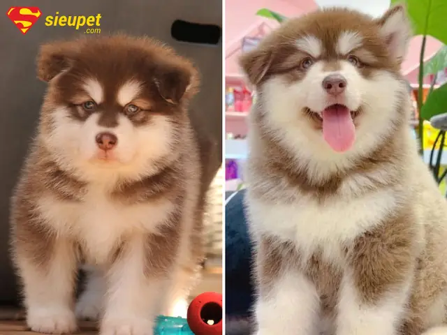 Dấu Hiệu Nhận Biết Chó Alaska 4 Tháng Tuổi Phát Triển Khỏe Mạnh