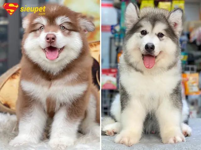 Cân Nặng Tiêu Chuẩn Của Chó Alaska Theo Tháng Tuổi