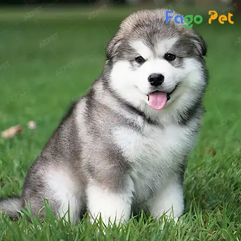 Những Lý Do Bạn Nên Nuôi Chó Alaska 6 Tháng Tuổi