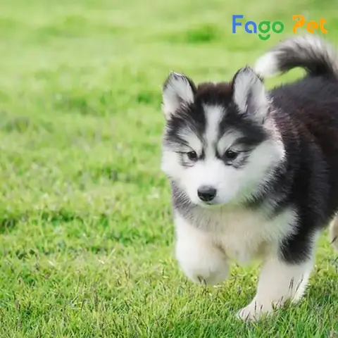 Ưu Điểm Khi Lựa Chọn Mua Chó Alaska 6 Tháng Tuổi Tại Fago Pet