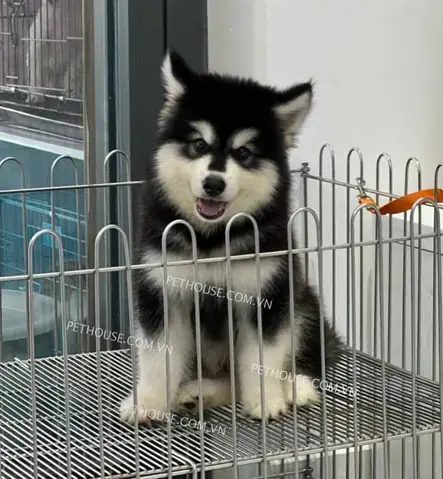 Chó Alaska Đen Trắng Mã Alk457 Chó Alaska Đen Trắng Mã Alk457