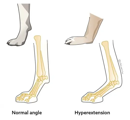 Chó Alaska Bị Hạ Bàn Là Như Thế Nào? Chó Alaska Bị Hạ Bàn Là Như Thế Nào?