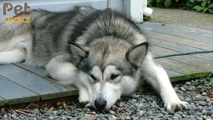 Chó Alaska Bị Tiêu Chảy/đi Ngoài