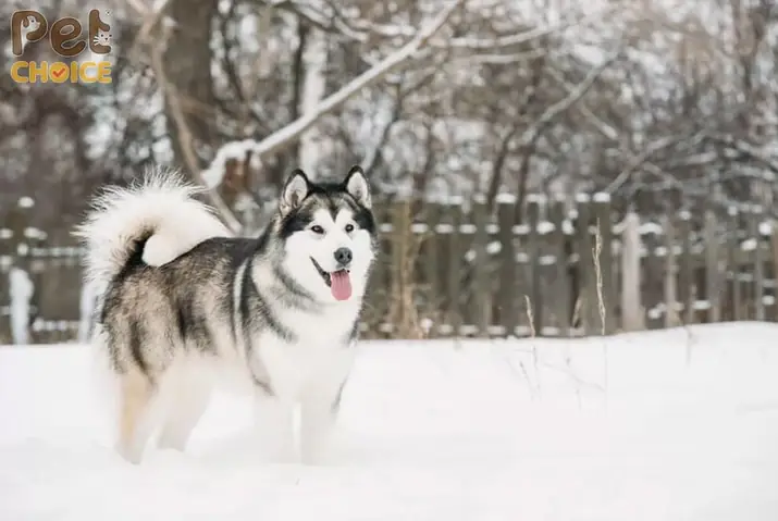 Chó Alaska Bị Tiêu Chảy/đi Ngoài