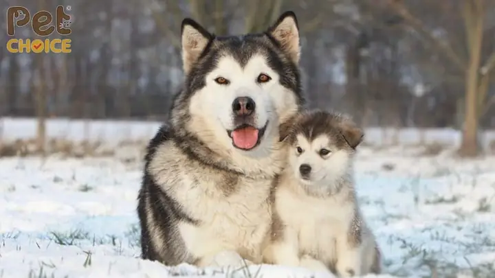 Nguyên Nhân Gây Rụng Lông Bệnh Lý