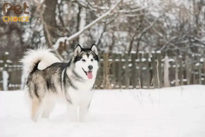 Chó Alaska Bị Tiêu Chảy/đi Ngoài