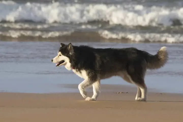 Chó Alaska Có Cắn Người Không?