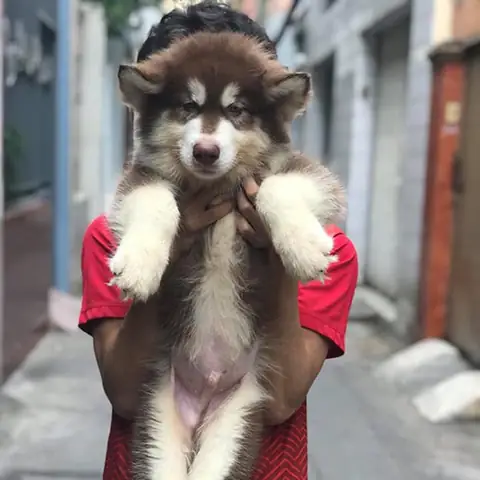 Chó Alaska Có Cắn Người Không? Sự Thật Về Tính Cách Và An Toàn