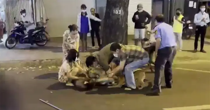 Chó Alaska Có Cắn Người Không? Sự Thật Về Tính Cách Và An Toàn