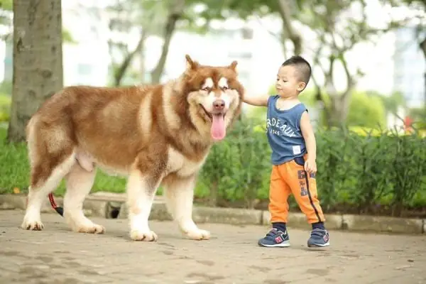 Tính Cách Của Chó Alaska