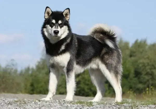 Giới Thiệu Chung Về Chó Alaska