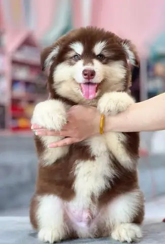 Chó Alaska Con Mật Pet Family: Cẩm Nang Chăm Sóc Từ A Đến Z Chó Alaska Con Mật Pet Family: Cẩm Nang Chăm Sóc Từ A Đến Z