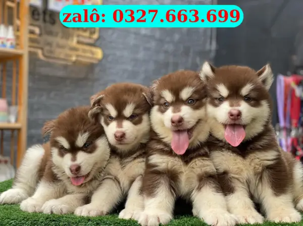 Chó Alaska Con Mật Pet Family: Cẩm Nang Chăm Sóc Từ A Đến Z Chó Alaska Con Mật Pet Family: Cẩm Nang Chăm Sóc Từ A Đến Z