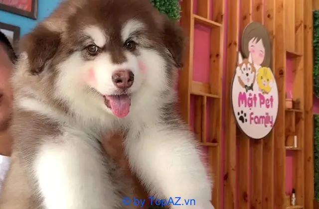 Chó Alaska Con Mật Pet Family: Cẩm Nang Chăm Sóc Từ A Đến Z Chó Alaska Con Mật Pet Family: Cẩm Nang Chăm Sóc Từ A Đến Z