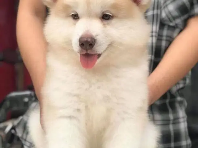Chó Alaska Giá Rẻ Dưới 1 Triệu