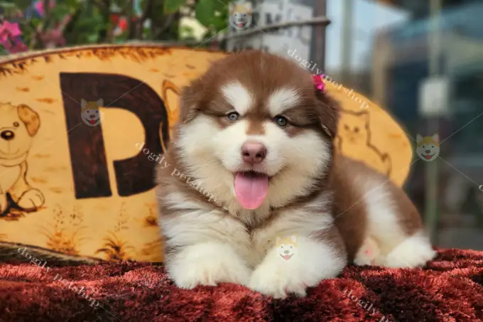 Mua Chó Alaska Thuần Chủng Uy Tín Với Chất Lượng Tốt Ở Đâu?